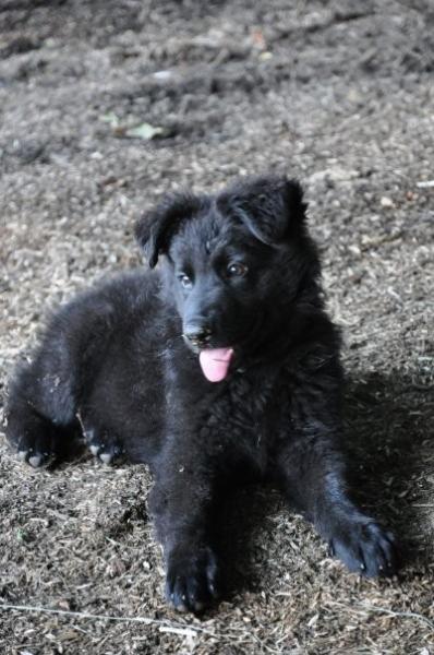 Ebony-2-mois1