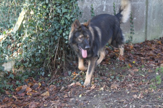 Rysen
