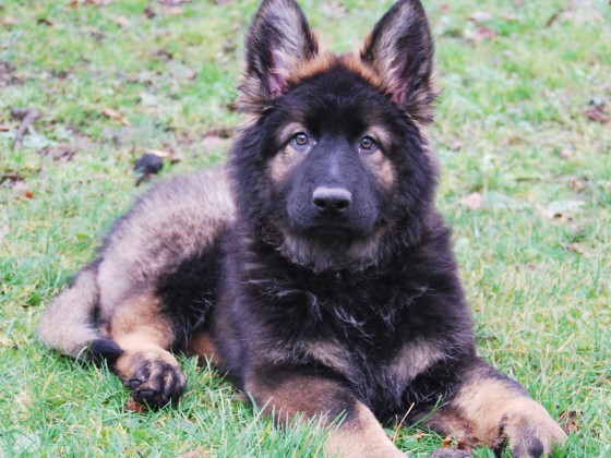 Photo animaux 093