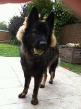 Rajan 3