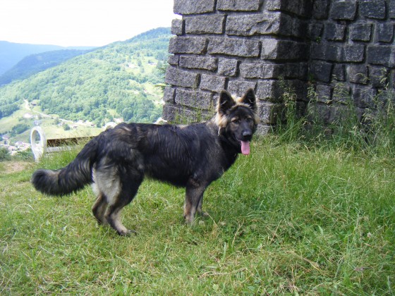 Hermine