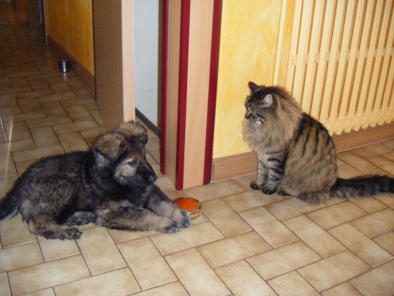 Hermine-grizzly-2