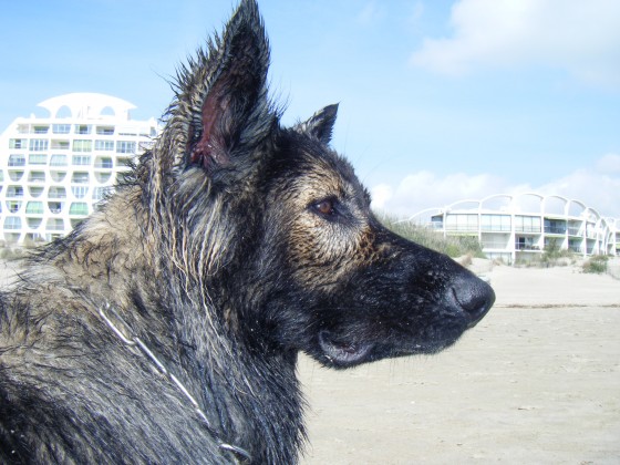 Hermine