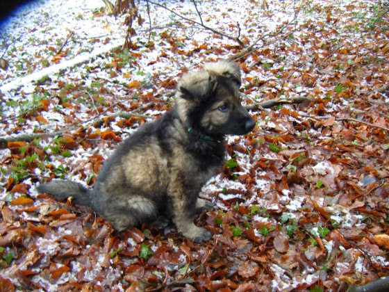 Hermine2,5m-2