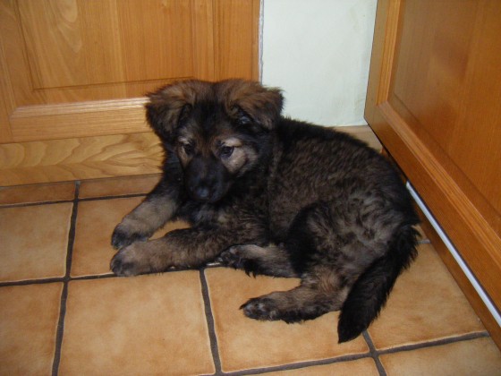 Hermine2,5m