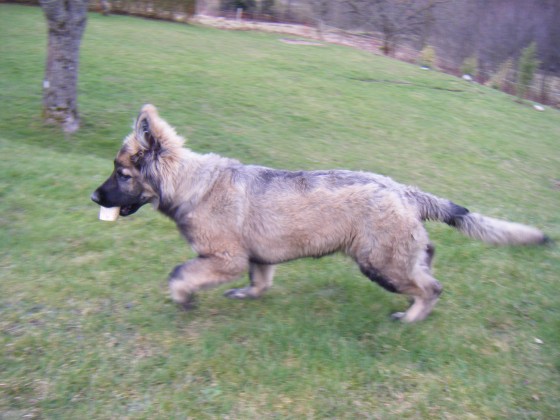 hermine4,5m-2