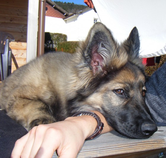 hermine4,5m