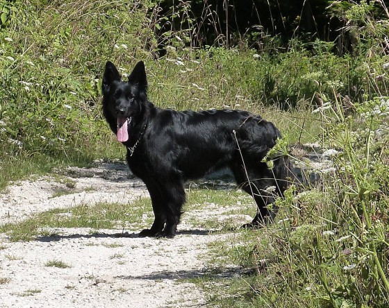 sheena