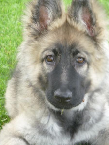 Jesse 3 mois et demi (Medium)