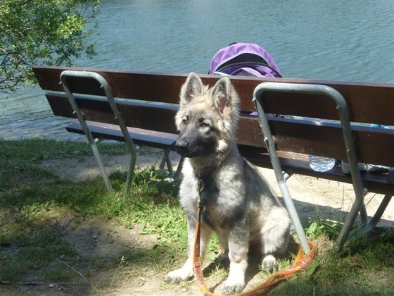 Jesse 3 mois et demi - Montana (Medium)