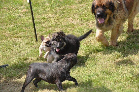 irko et compagnie