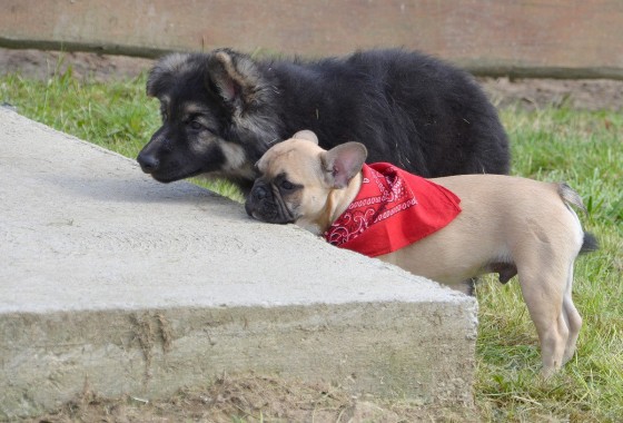 irko et ice