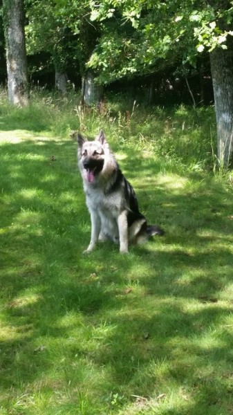 irko