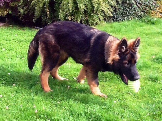 Chelsea
