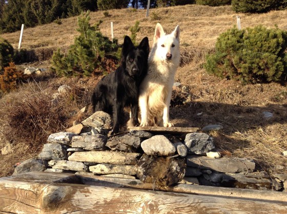 balto