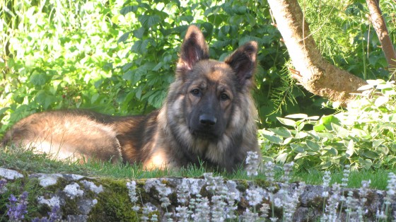 ballade Goviller Laura Malou ioleen 112