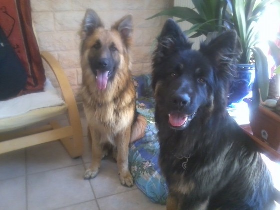 thor et loki 8mois