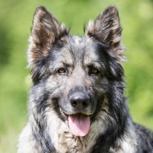 Ryade-300x300.jpg