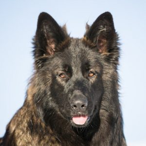 Caly-300x300.jpg