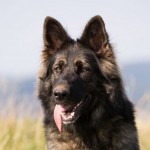 Chaaya-150x150.jpg