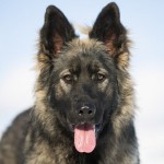 Mylie-150x150.jpg
