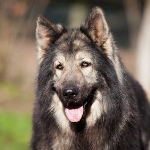 Chief-300x300-1.jpg