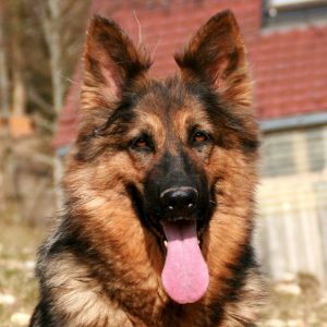Jacy-300x300-1.jpg