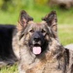 Yanka-150x150-1.jpg