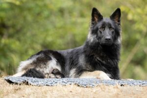 A89A4987-300x200.jpg